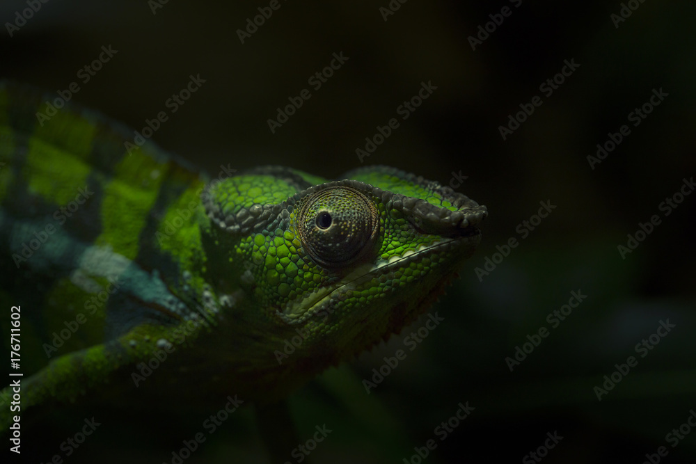 Furcifer Pardalis Chamäleon Furcifer Pardalis Chamäleon