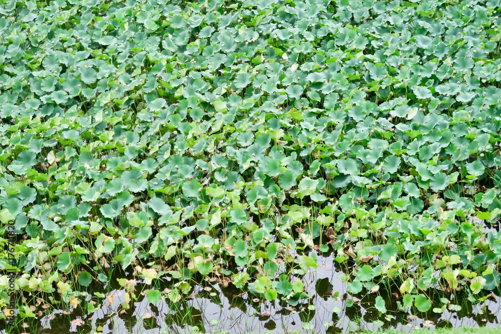 弘前公園のハス