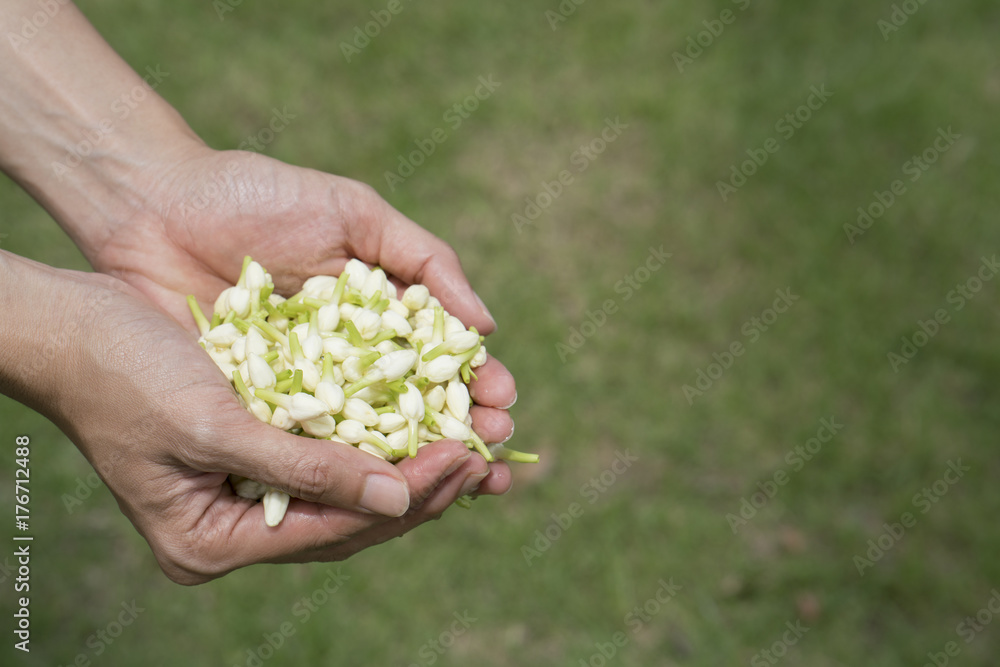Jasmine flower in hand, close up Jasmine flower in hand, close up