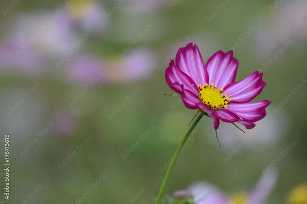 Nature background of pink & purple Cosmos flowers in horizontal frame Nature background of pink & purple Cosmos flowers in horizontal frame