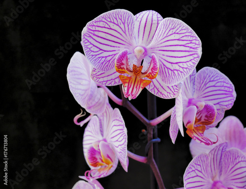 pink orchids on black background photo