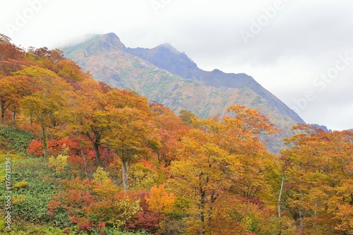 Autumn Landscape of vibrant colorful trees with mountain ranges in Japan