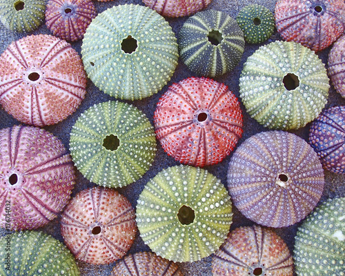 Schilderij op canvas colorful sea urchins on wet sand beach