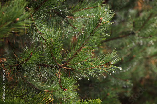 Branch coniferous tree in the forest after the rain