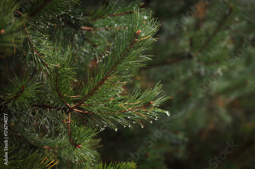 Branch coniferous tree in the woods after a rain with place for text