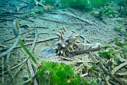 trepang molluscum underwater photo © kichigin19