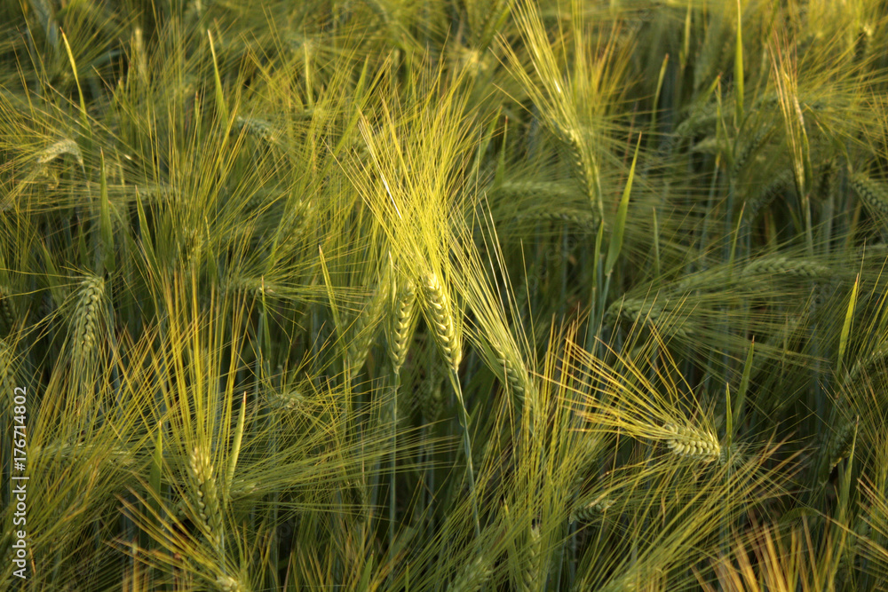 wheat field wheat field