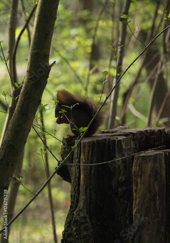 Eichhörnchen (Squirrel) sitzt auf einem Baumstamm und frisst Nüsse, gesehen in Mannheim Waldpark, Frühjahr 14 photo