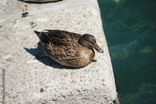 Ente photo