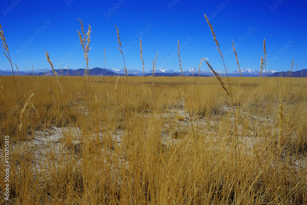 Obraz premium background with beautiful autumn grass