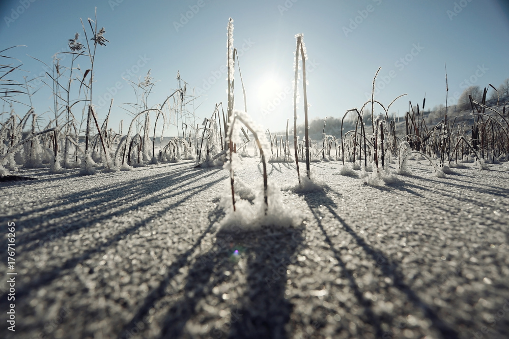 winter texture frost branches leaves background winter texture frost branches leaves background
