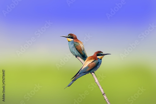 beautiful colorful birds the bee-eaters sitting on a tree branch © serhio777
