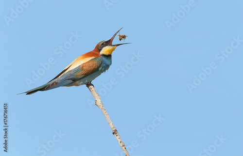 beautiful colorful birds the bee-eaters sitting on a tree branch