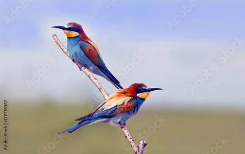 beautiful colorful birds the bee-eaters sitting on a tree branch