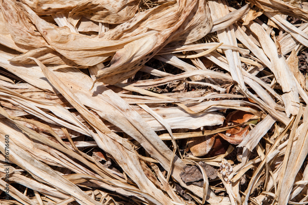 heap of dry algae with plenty of shells. Rhodes, Greece heap of dry algae with plenty of shells. Rhodes, Greece