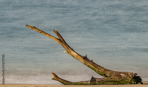 A tree branch lost at atlantic beach with blur water in black and white photo