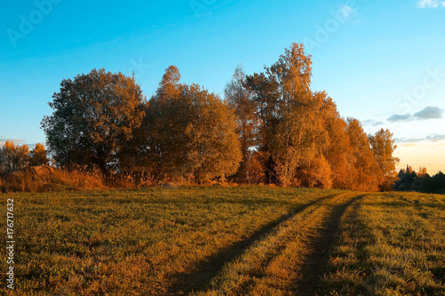 Field with road and trees