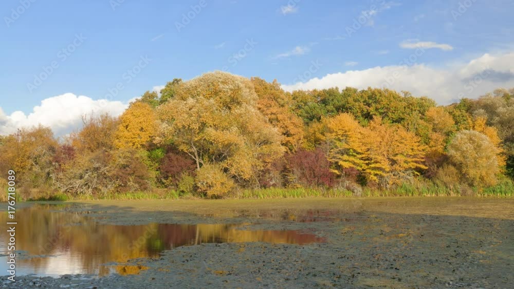 Overgrown pond in sunny day / Withered leaves on surface of lake in early autumn Overgrown pond in sunny day / Withered leaves on surface of lake in early autumn