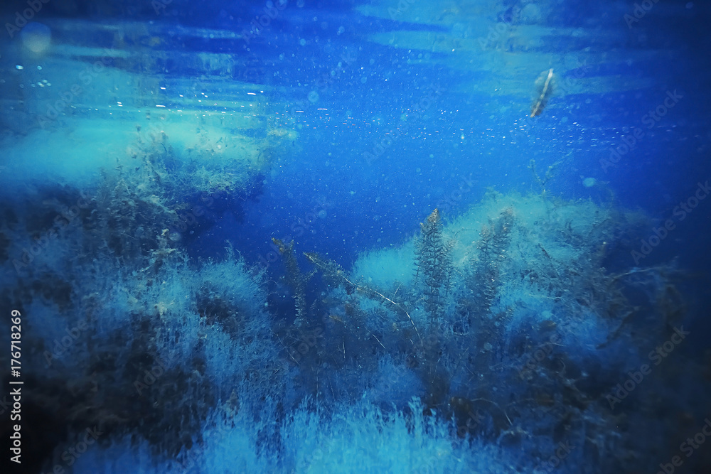 Naklejka premium Seabed with algae and corals