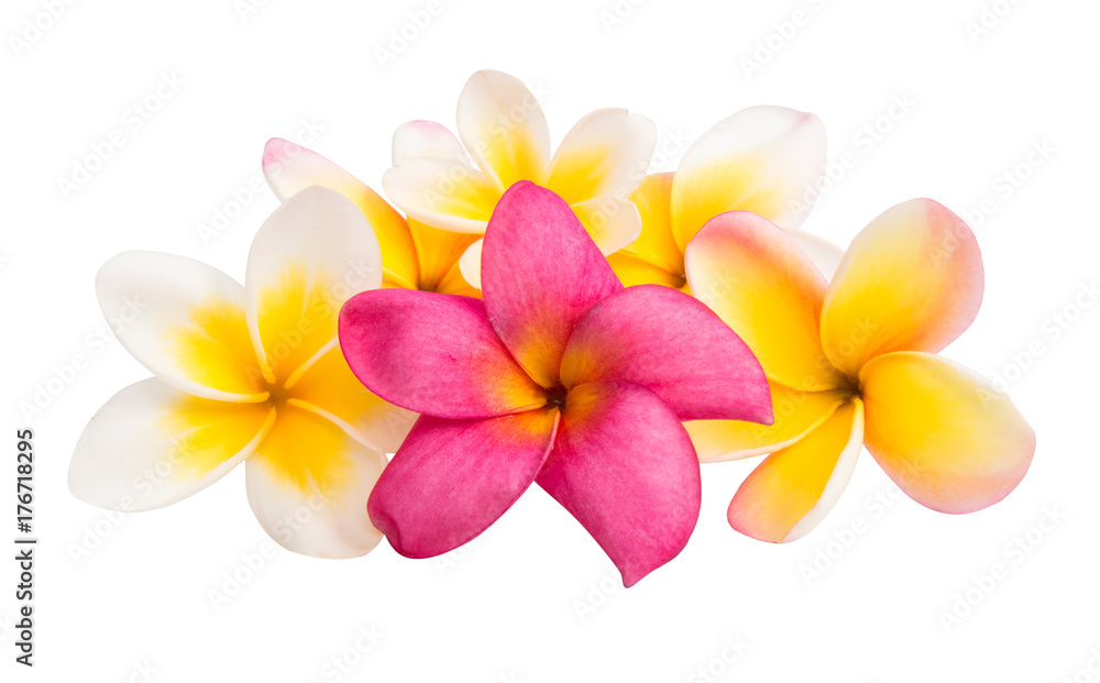 Naklejka premium frangipani flower isolated