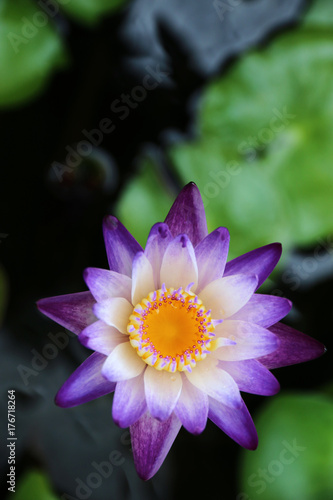 Autumn composition. beautiful Lotus flower plants. Top view, flat lay