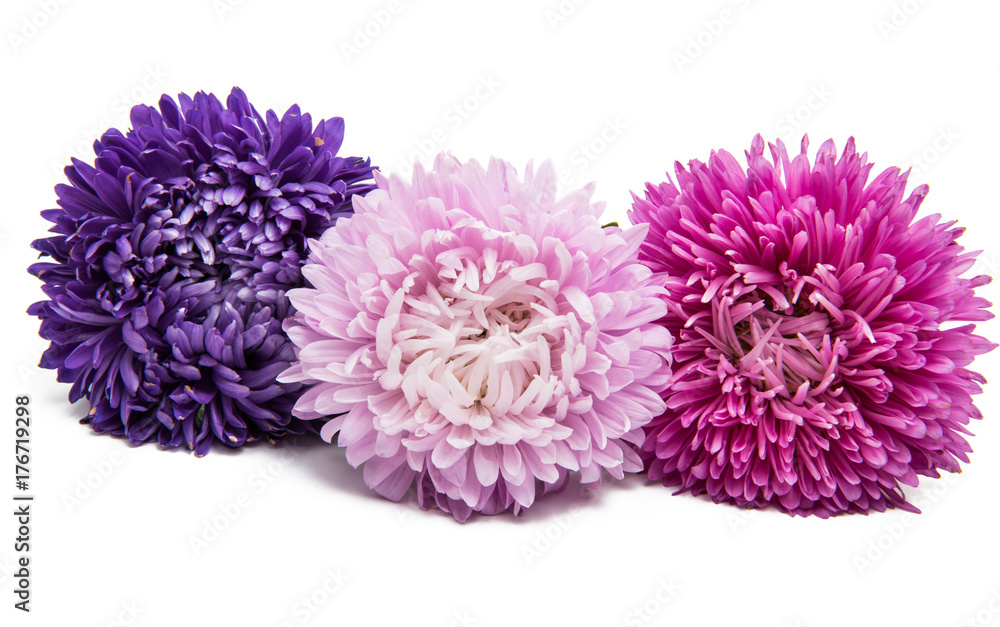 beautiful asters flower isolated