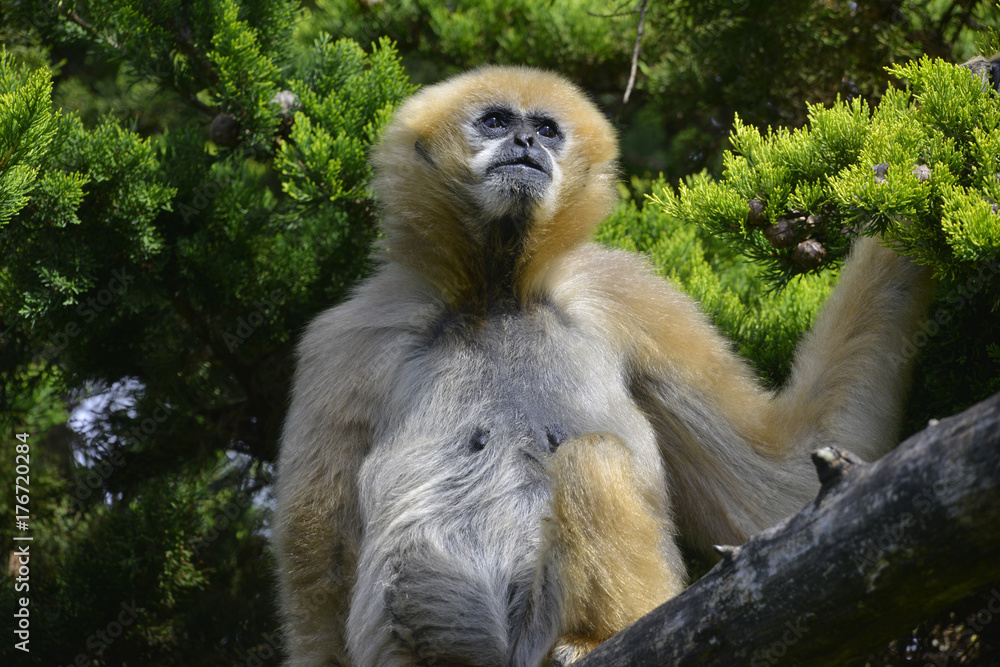 Fototapeta premium Gibbon à mains blanches pensif