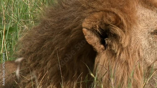 African Lion (Panthera leo) male flehming for smelling female in heat photo