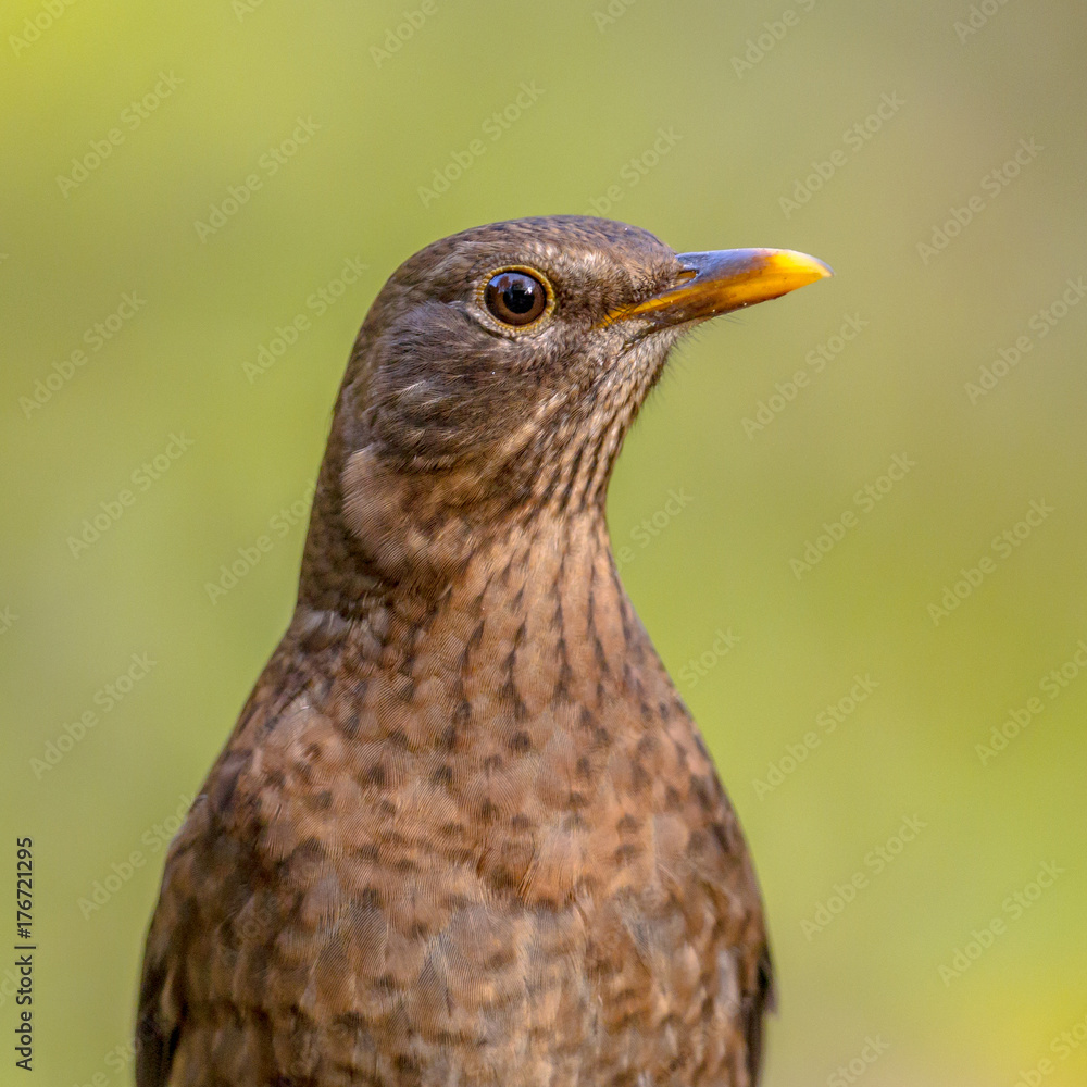 Fototapeta premium Female blackbird headshot