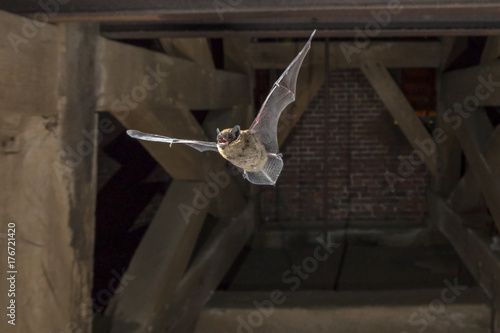 Flying pipistrelle bat in church tower