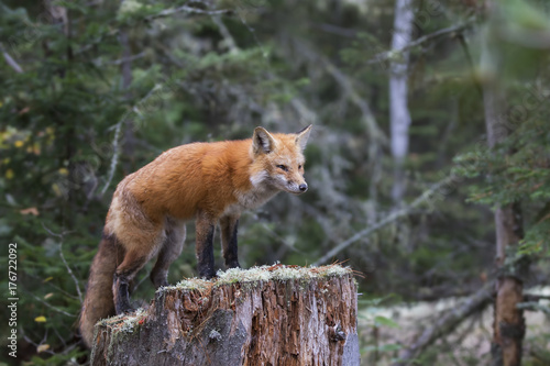 Fototapeta Naklejka Na Ścianę i Meble -  Red fox (Vulpes vulpes) standing on top of a tree stump in Algonquin Park, Canada