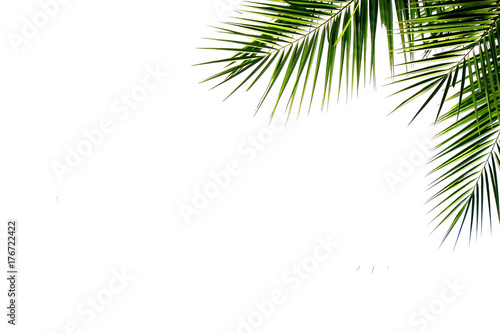 Leaves of coconut tree on white background © rathchapon