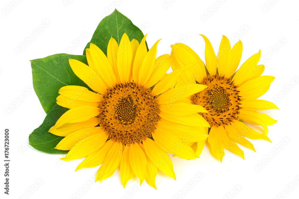 Fototapeta premium Two sunflowers with leaves isolated on white background