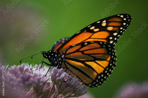 Monarch Butterfly © Jordin Hartwig