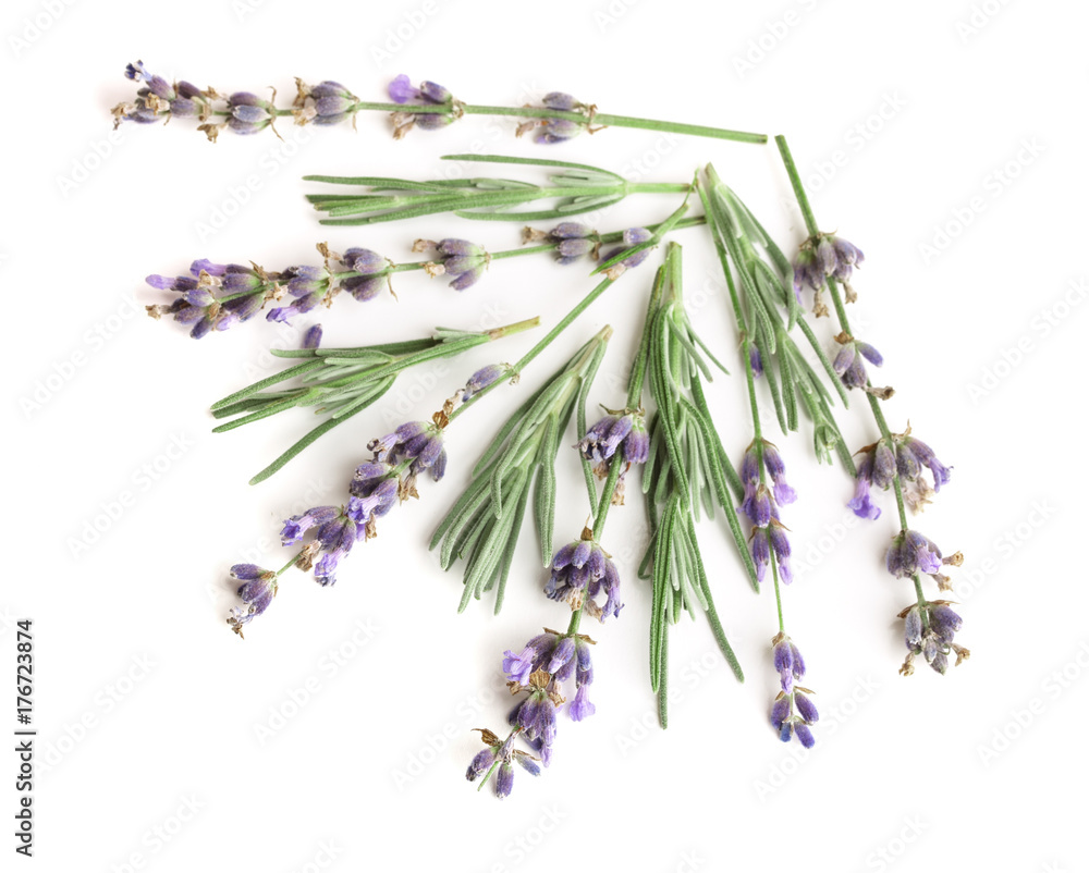 Fototapeta premium Twig of lavender with leaves isolated on a white background