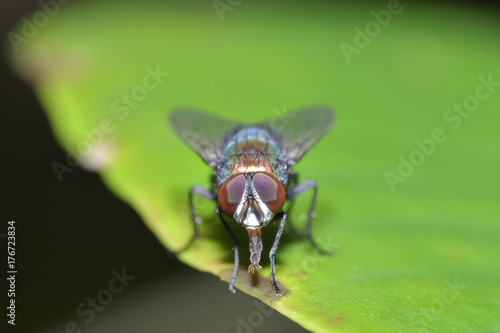 Close-up, Small fly