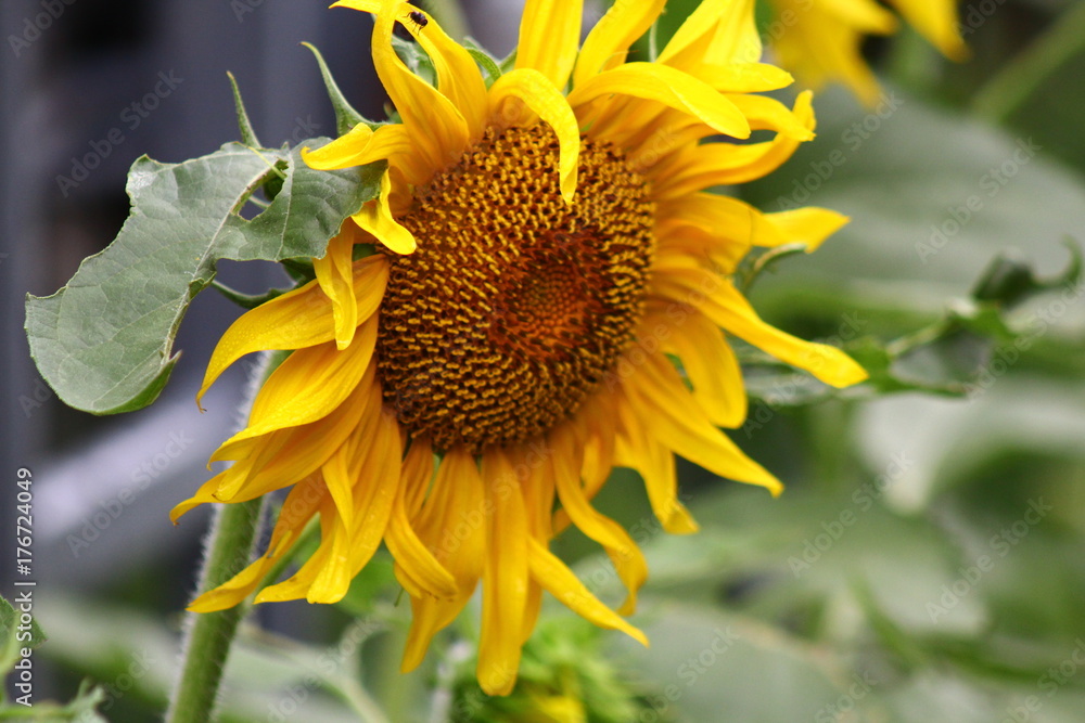 Fototapeta premium Sunflower I
