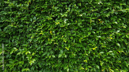 Green leaf wall texture