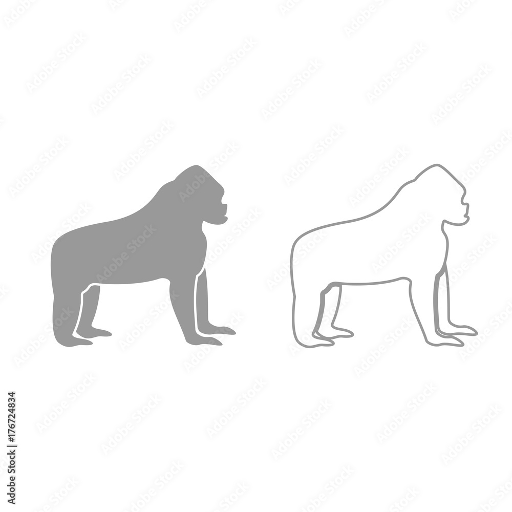 Gorilla grey set icon .