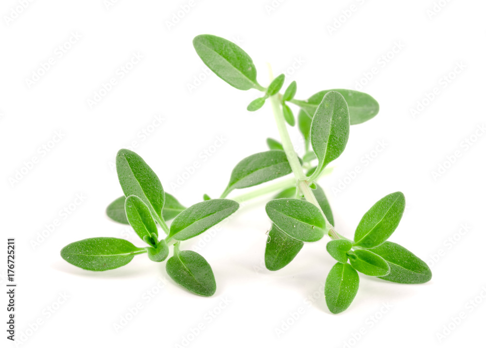 Fresh thyme spice isolated on white background Fresh thyme spice isolated on white background