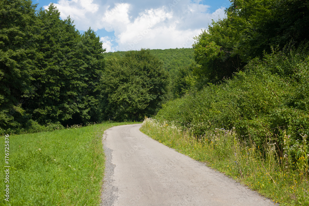 Asphalt road in the green forest