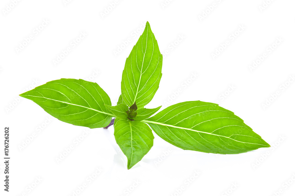 Sweet Basil isolated on white background. Sweet Basil isolated on white background.