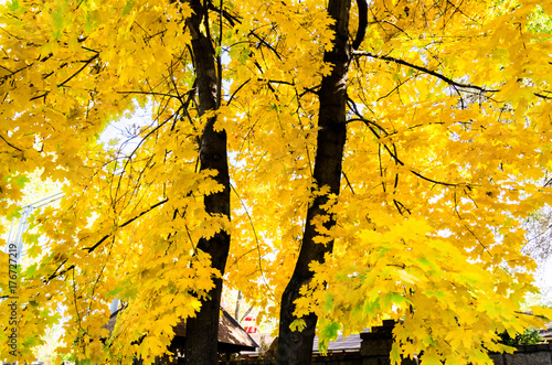 Autumn