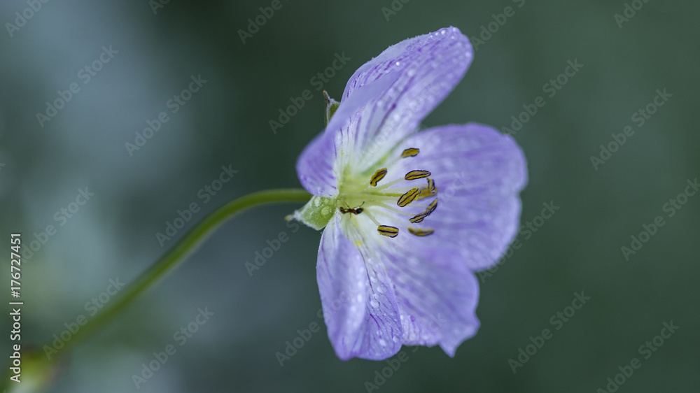 foto natura foto natura