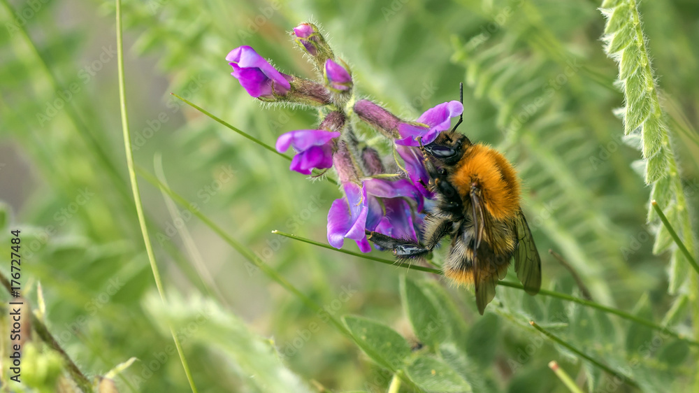 Fototapeta premium foto natura