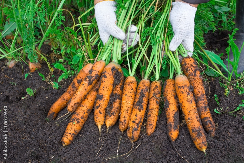Урожай моркови. Женщина собирает урожай моркови. Очень крупная морковка. Carrots crop. The woman reaps a carrots crop. Very large carrot Урожай моркови. Женщина собирает урожай моркови. Очень крупная морковка. Carrots crop. The woman reaps a carrots crop. Very large carrot