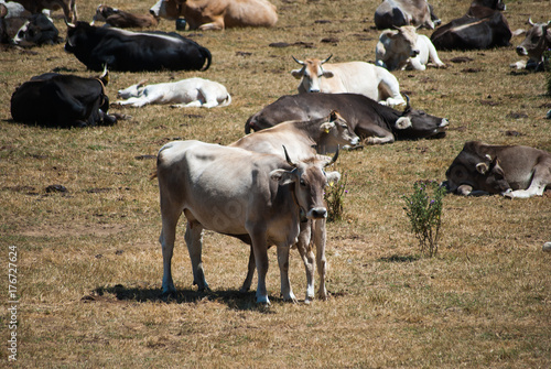 Fototapeta Naklejka Na Ścianę i Meble -  view grazing cows