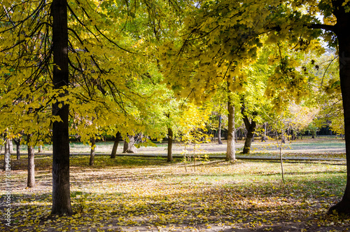 autumn park