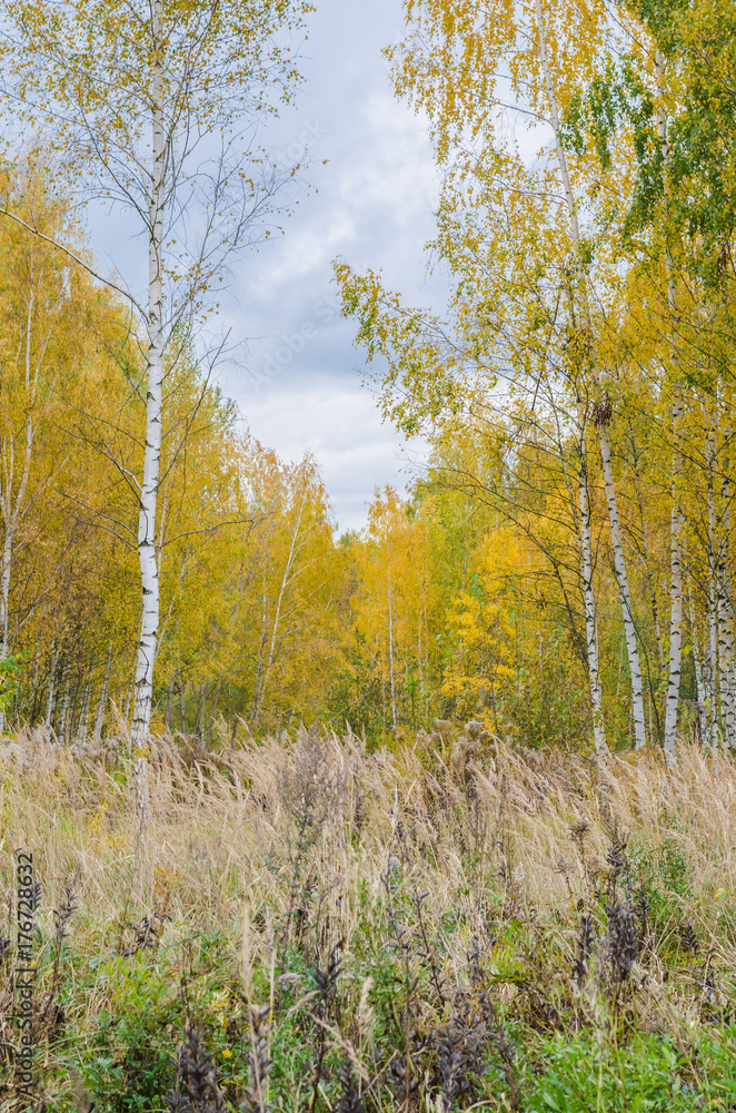 autumn forest landscape with golden leaves and beautiful nature, a beautiful picture outdoor autumn forest landscape with golden leaves and beautiful nature, a beautiful picture outdoor