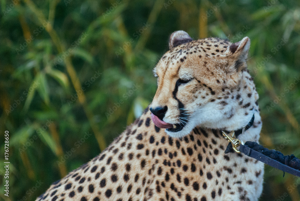 Fototapeta premium Cheetah